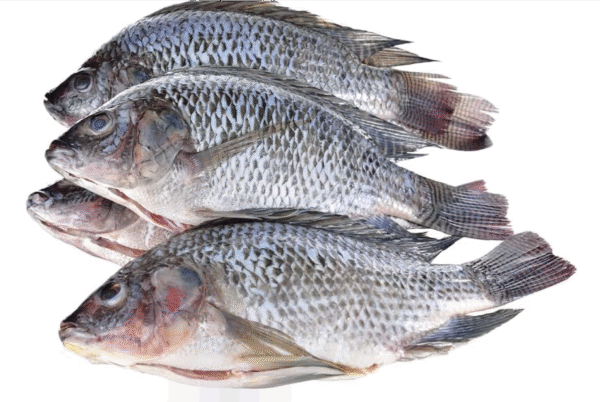 Frozen Tilapia Fish 300-500  2.5kg