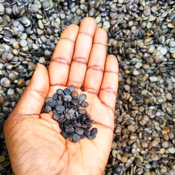 Frozen Whole Locust Beans (Iru) 600g