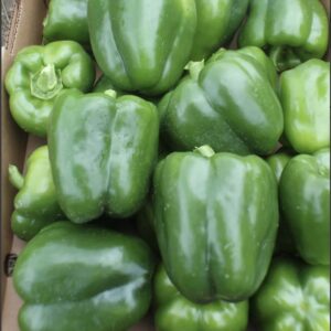 Green Bell Pepper Box | 4kg