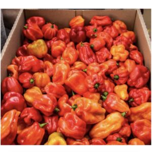 Fresh Hot Pepper Box | 2.7kg